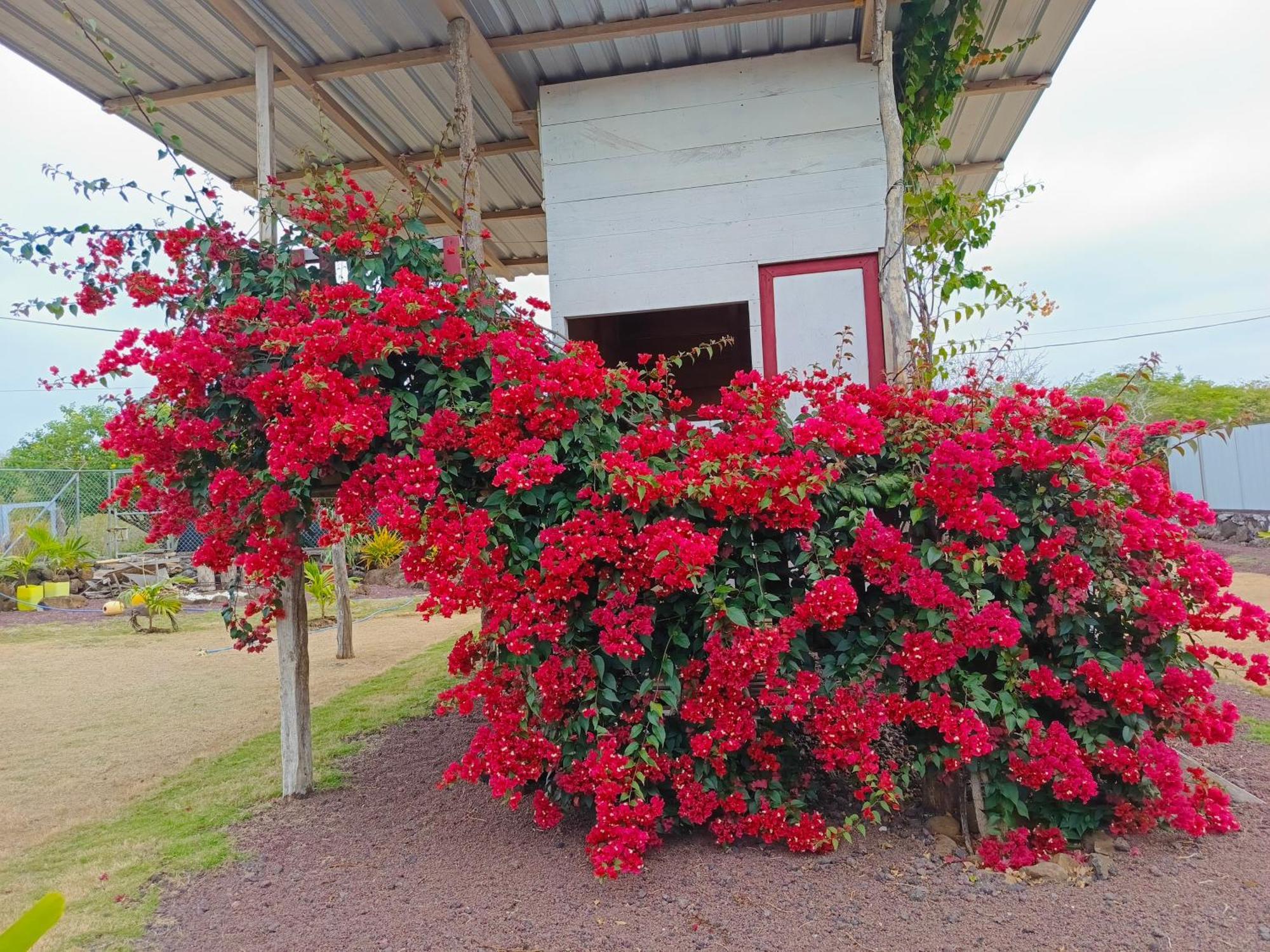 فيلا La Candelaria, Casa De Huespedes. بويرتو بكويريزو مورينو المظهر الخارجي الصورة